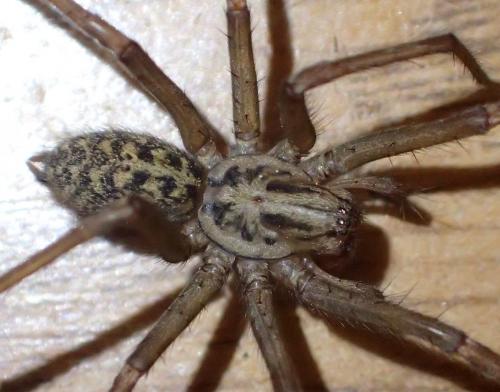 Eratigena sp.